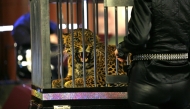 Заекът от фокуса се превърна в леопард, 19.04.2012 г.