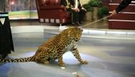 Леопардът се разходи в студиото след фокуса, 19.04.2012 г.